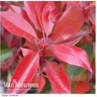 Photinia Fraseri Red Robin Evergreen Shrub