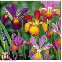 Iris Metallic Mixture Bulbs - Perennial Flowering, 45cm, 100-Pack
