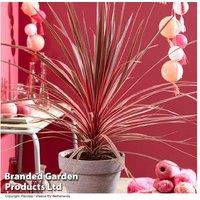Cordyline Australis 'Charlie Boy' Evergreen Shrub - Pink & Burgundy Foliage, 300cm Mature Height