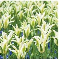 Up To 84 White Tulip & Muscari Bulbs