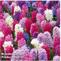 Up To 32 Hyacinth Berries & Cream Bulbs