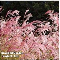 Stunning Pampas Grass Plants - Pink or White Varieties