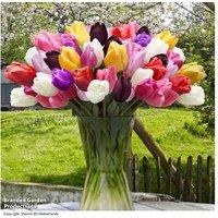 Perennial Tulip 'Everlasting' Bulbs - Vibrant Spring Flowering, 40cm Tall