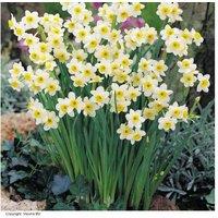 Up To 100 Daffodil Minnow Bulbs