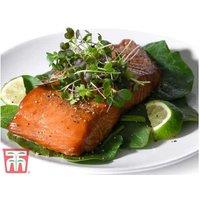 Microgreens Classic Seed Grow Kit