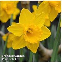 Up To 100 Daffodil Golden King Alfred