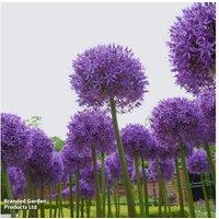 Up To 4 Allium Globemaster Bulbs