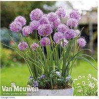 Up To 20 Allium Rosy Dream Bulbs