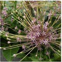 Up To 20 Allium Schubertii Bulbs