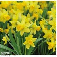 50 Or 100 Dwarf Daffodil Bulbs