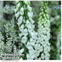 Mixed Foxglove (Digitalis) Collection - 9 Varieties, Jumbo Plugs