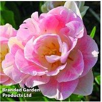 Up To 36 Tulip Double Flowering Bulbs