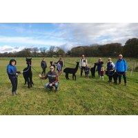 Sweet Home Alpaca: 2 Hour Alpaca Walk For 2 - Pembrokeshire