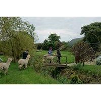 Alpaca Trekking For 1 Or 2 - Charnwood Forest Alpacas