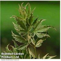 Elegant Japanese Maple 'Butterfly' - 3L Pot