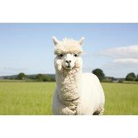 60 Min Alpaca Meet & Greet Experience - Stormcloud Alpacas, Strathaven - Picnic Experience Upgrade!