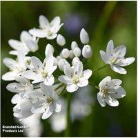 Bumper Allium Collection 100 Bulbs