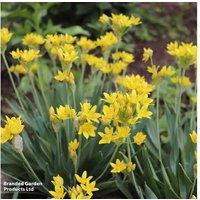 300 Mixed Spring Flowering Bulbs