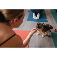 1 Hour Puppy Yoga Session For Kids And Adults In Elephant & Castle