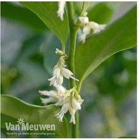 Sarcococca Confusa - Evergreen Fragrant Shrub