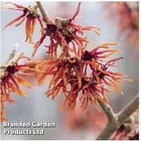 Witch Hazel Shrub - Orange Beauty