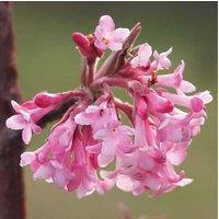 Fragrant Winter Flowering Hardy Shrub Collection - 3 Varieties