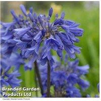 Agapanthus Trio Of Splendor - Dwarf Perennial