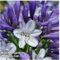 Upto 3 Agapanthus Midnight Moon