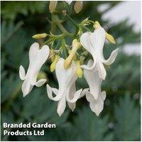 Spectacular Dicentra 'Amore Titanium' Perennial