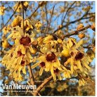 Upto2 Chimonanthus Praecox Wintersweet