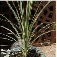 Upto 2 Cordyline Lime Passion