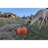 90 Minute Private Hillview Animal Park Tour And Cup Of Animal Feed Each For Up To 10 - Alloa