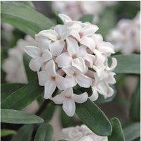 Daphne 'Eternal Fragrance' Shrub - 1 or 2 Pack