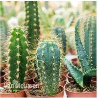 Charming Mini Potted Cactus Collection