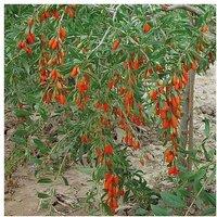 Goji Berry 'Synthia' Hardy Fruit Shrub - Antioxidant-Rich, 2m Mature Height