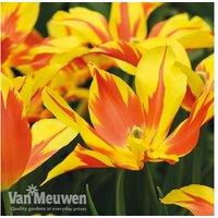 Up To 32 Tulip Fire Wings Bulbs