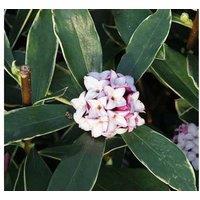 Daphne Odora Aureomarginata Evergreen Flowering Shrub - Fragrant Winter Blooms, 13cm Pot