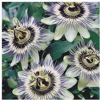 1 Or 2 Passiflora Caerulea Plants