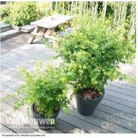 Vibrant Japanese Maple 'Going Green' Tree