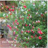 Salvia Microphylla 'Hot Lips' Hardy Perennial