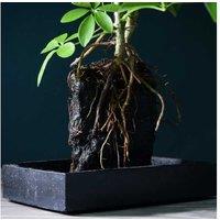 Schefflera Arboricola Evergreen Houseplant on Lava Rock, 30cm