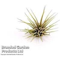 Tillandsia ionantha Air Plants - Evergreen, Flowering, 40cm Houseplant