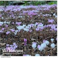 Cyclamen Neapolitanum Bulbs - Hardy Perennial Autumn Flowering (20 Pack)
