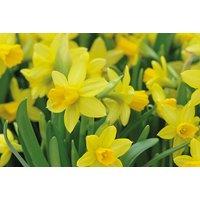 Narcissus 'Tete-A-Tete' Potted Bulbs In Cream Zinc Bowl - Pack Of 1 Or 2