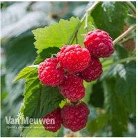 Summer Raspberry 'Glen Ample'