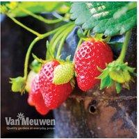 Strawberry Flamenco Everbearer: Abundant Harvest for Your Garden