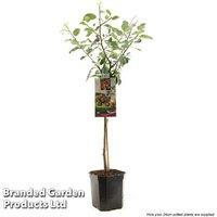 Victoria Plum Patio Tree - Self-Fertile Delight