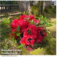 Rhododendron 'Encore Autumn Fire': Year-Round Blooming Shrub