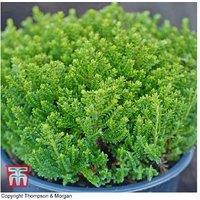 Hebe 'Emerald Green' Evergreen Shrub - Compact, Low-Maintenance Plant