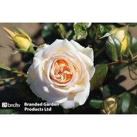 Rose Home Florist Timeless Cream